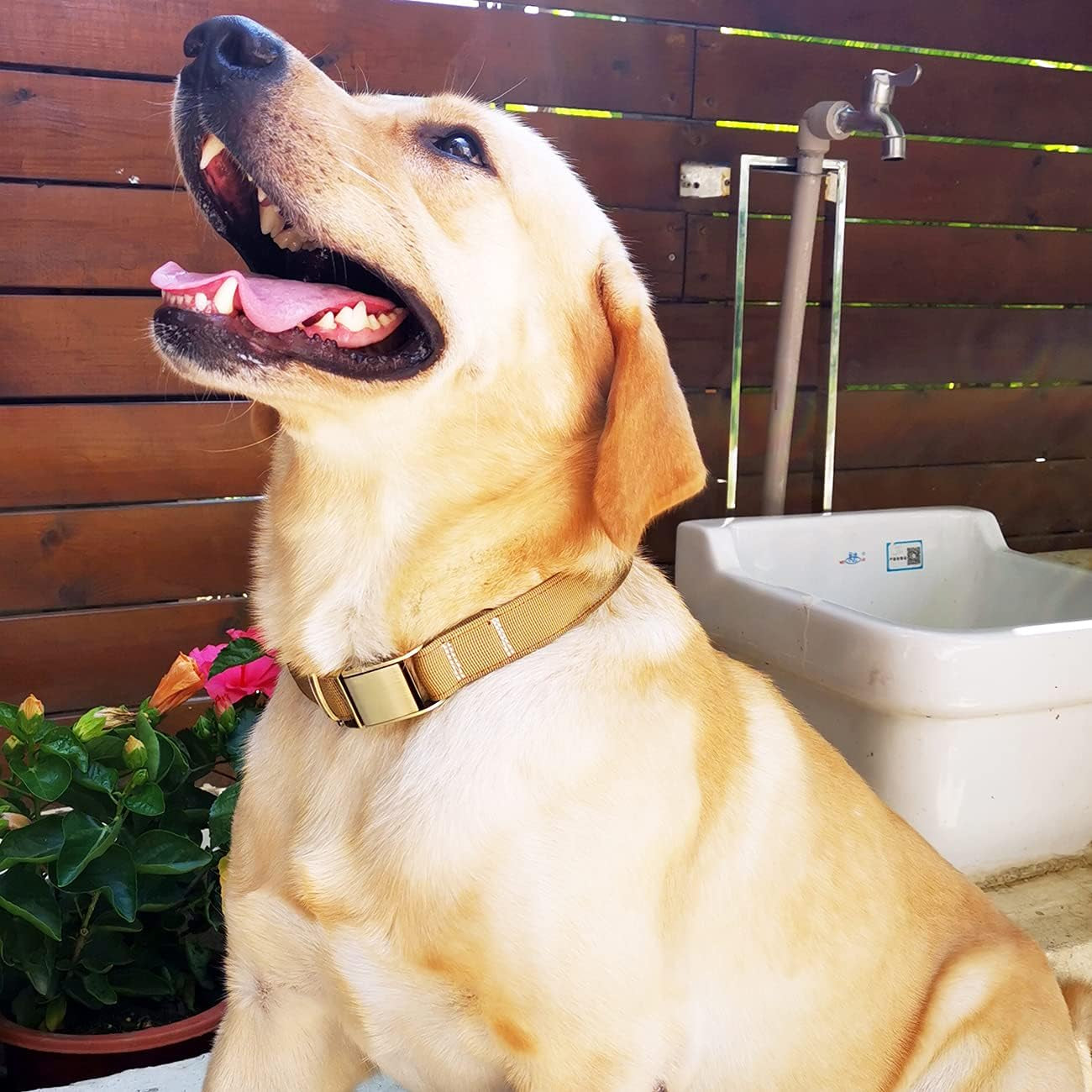 Luxury Padded Adjustable Heavy Duty Nylon Dog Collar, Seatbelt Metal Buckle,For Medium Large Pets