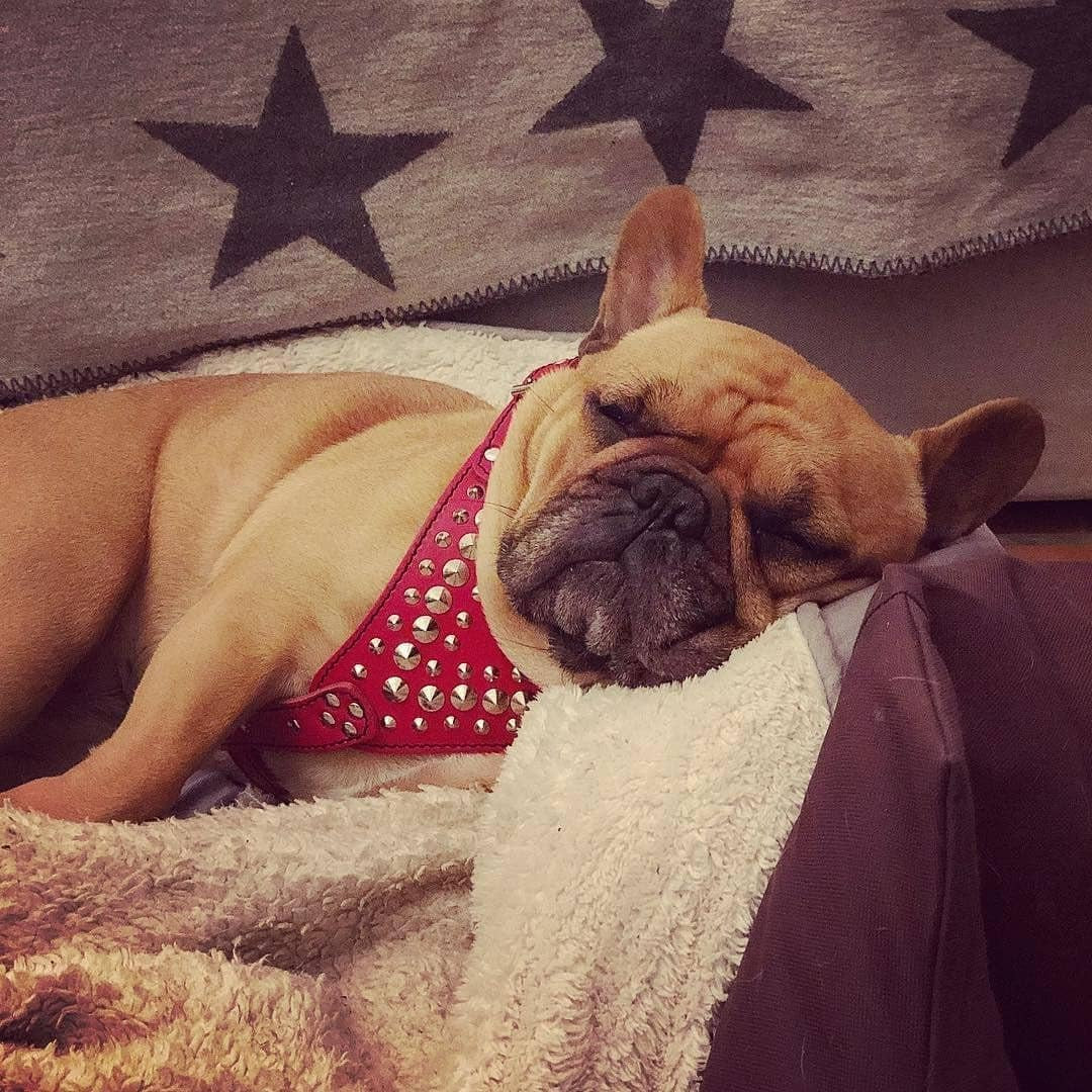 Studded Leather Harness. French Bulldog Size. 100% Leather. Handmade in Europe