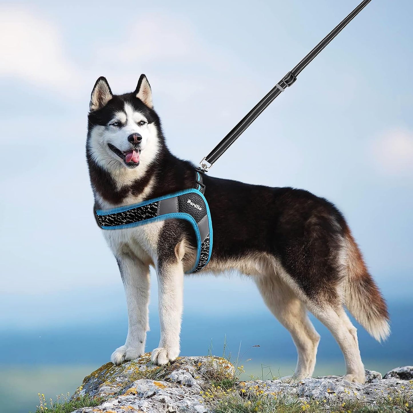 Dog Harness No Pull, Easy on and off Ultra Soft Breathable Padded Pet Vest Harness, Adjustable Reflective Top Paw Dog Harness for Small Medium Large Dogs (Small, Black-Orange)