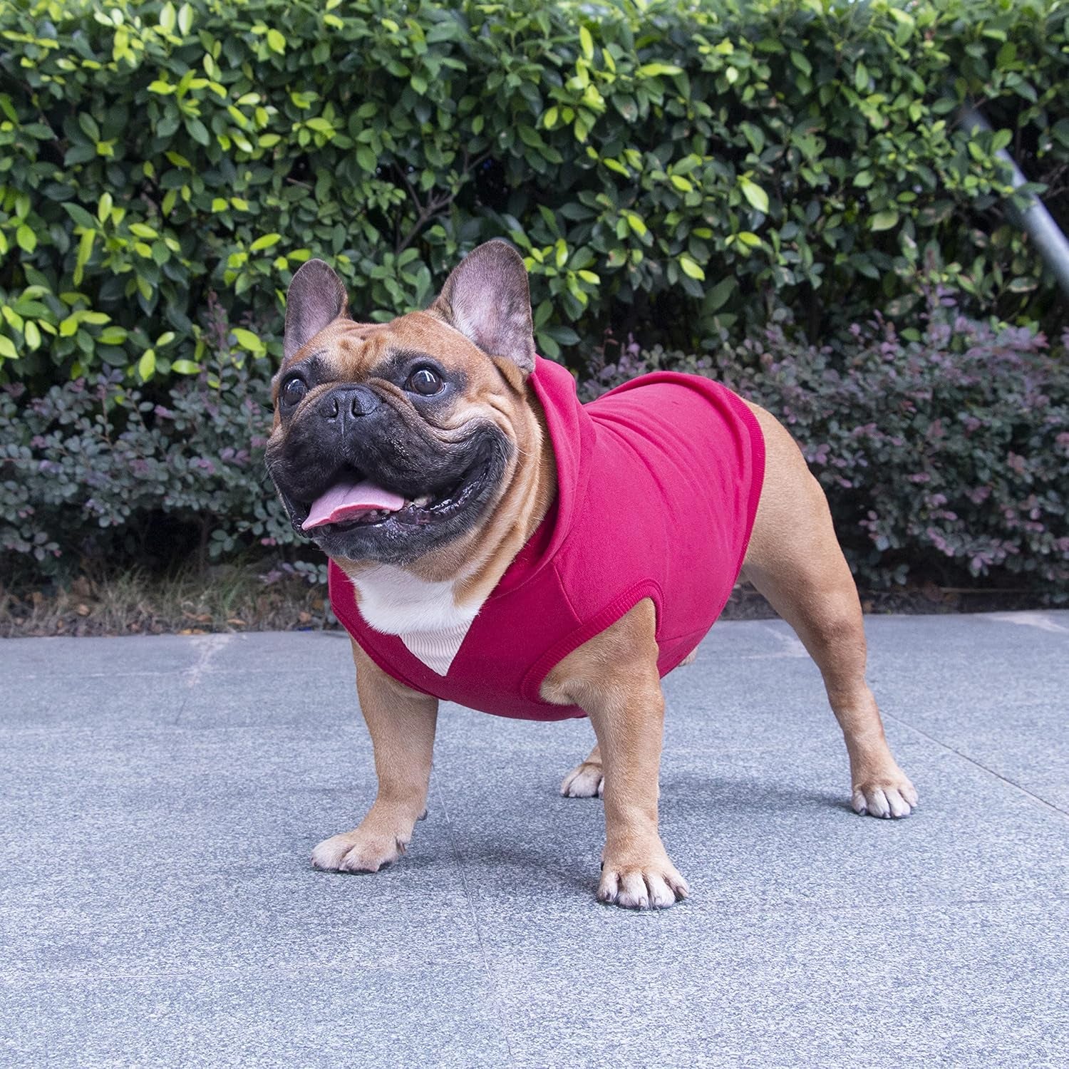 100% Breathable Cotton Dog Hoodies Clothes for French Bulldog Sweatshirts Sweaters Frenchie Pug English Medium Dogs - Dark Red, Large Plus