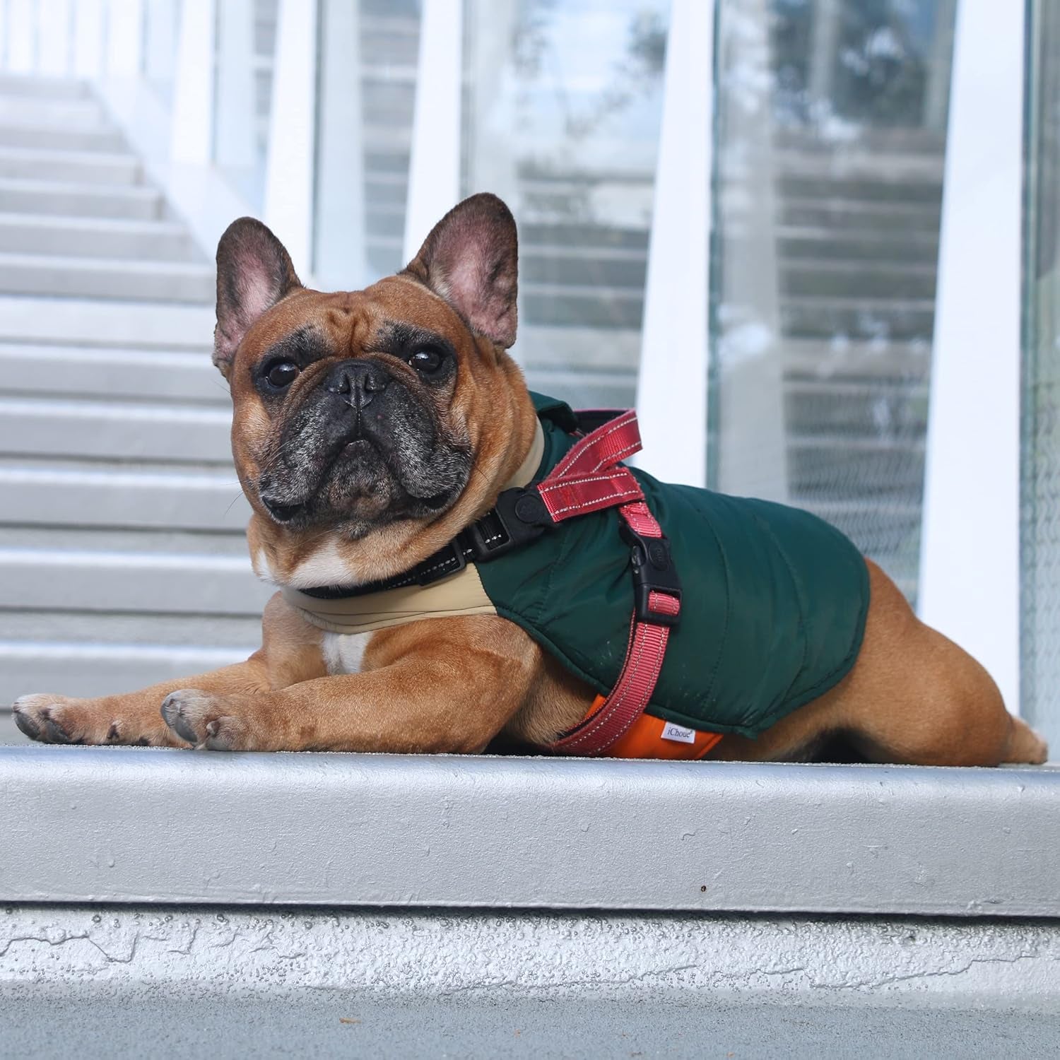 French Bulldog Frenchie Winter Coats Dog Jackets Cotton Padded Vests for Pug English Boston Terrier Pitbull - Green/Large