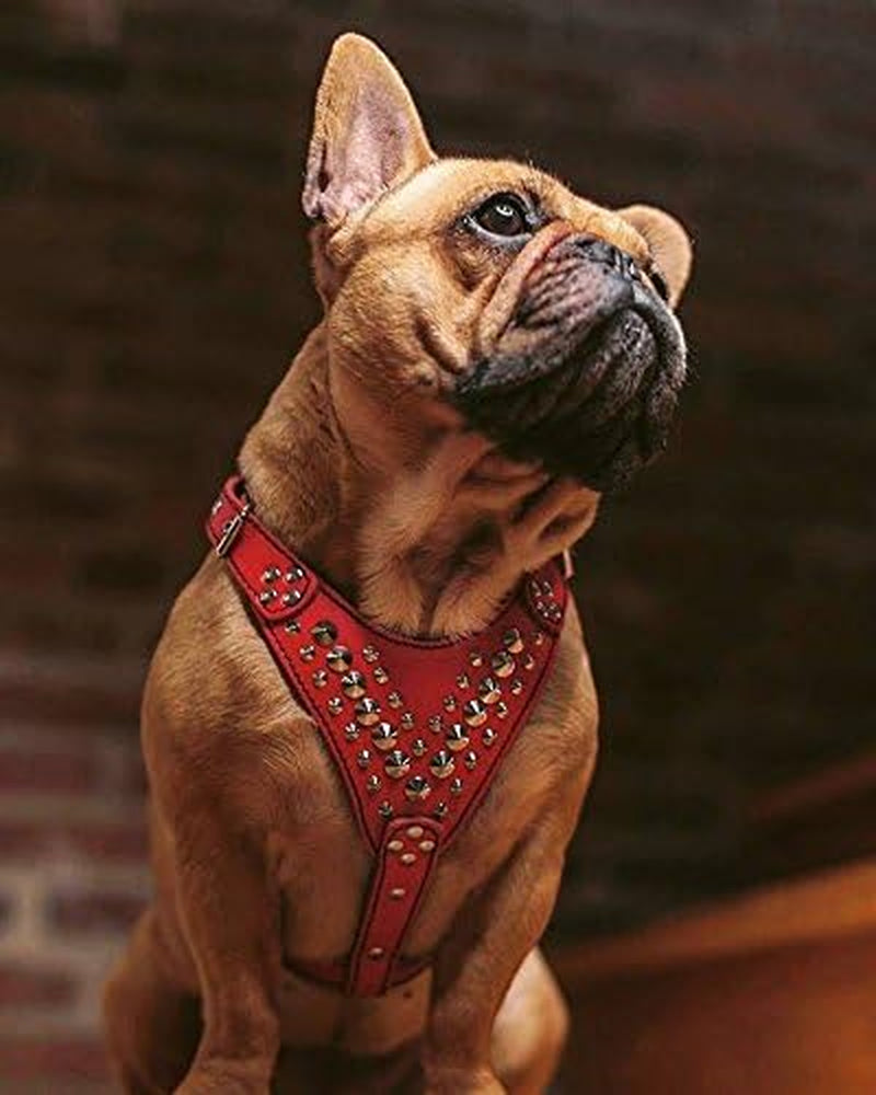 Studded Leather Harness. French Bulldog Size. 100% Leather. Handmade in Europe