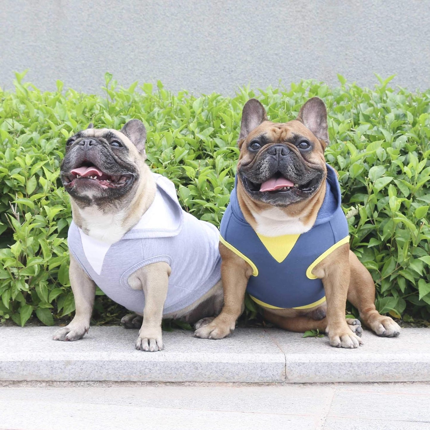 100% Breathable Cotton Dog Hoodies Clothes for French Bulldog Sweatshirts Sweaters Frenchie Pug English Medium Dogs - Navy, Large Plus