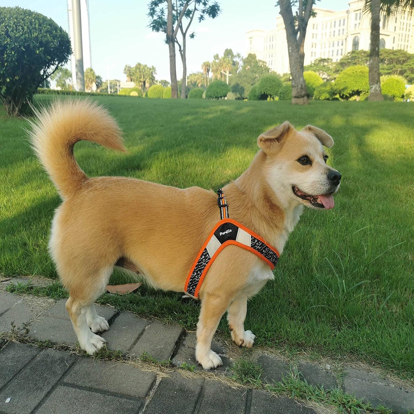 Dog Harness No Pull, Easy on and off Ultra Soft Breathable Padded Pet Vest Harness, Adjustable Reflective Top Paw Dog Harness for Small Medium Large Dogs (Small, Black-Orange)