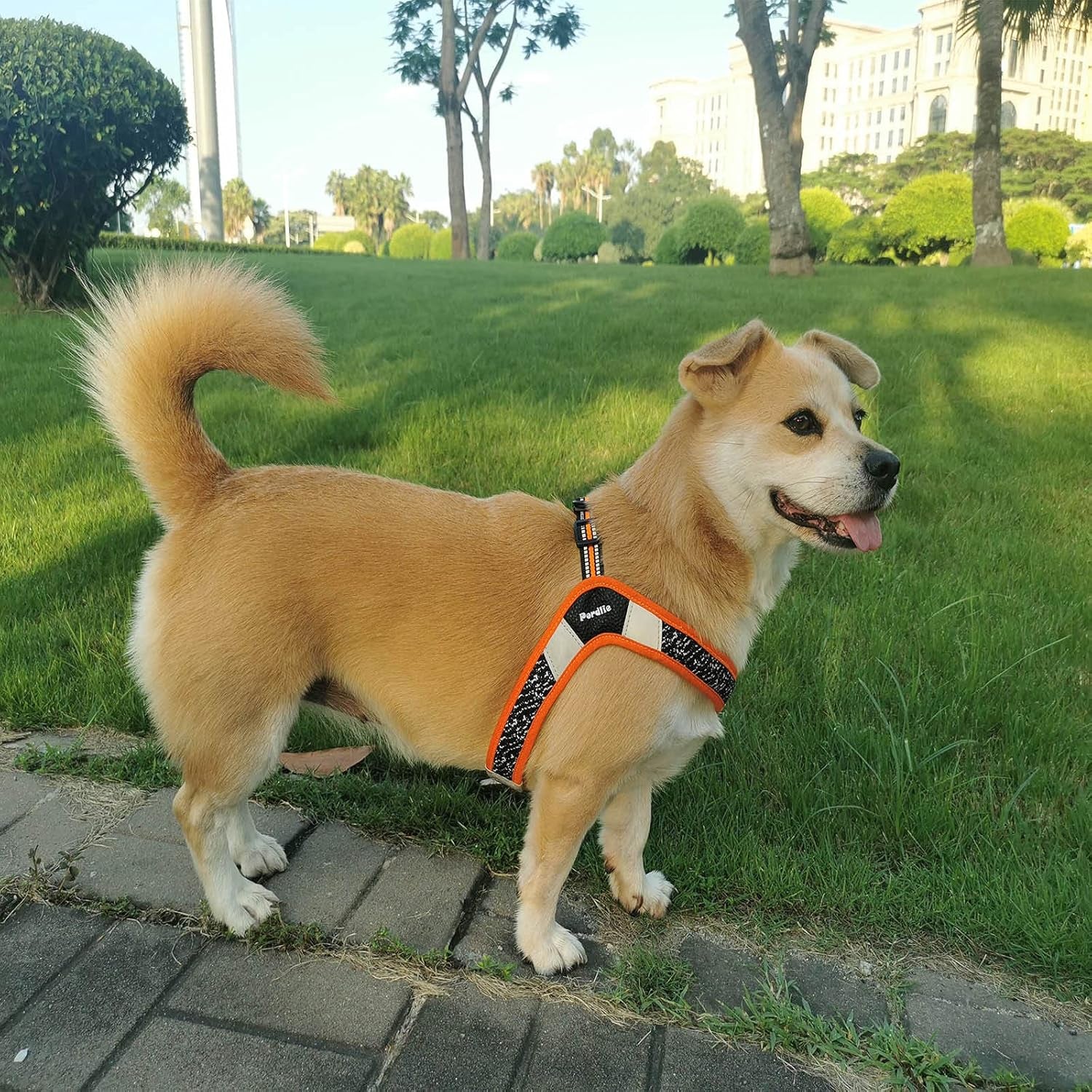 Dog Harness No Pull, Easy on and off Ultra Soft Breathable Padded Pet Vest Harness, Adjustable Reflective Top Paw Dog Harness for Small Medium Large Dogs (Small, Black-Orange)