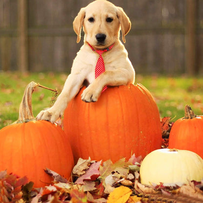 Dog Ties for Large Dogs, Pet Neck Tie, with Adjustable Collar, Bulk Bow Ties Bowties Necktie Grooming Accessories for Girl Boy Dog Valentines Holiday Birthday Wedding Cosplay Costumes