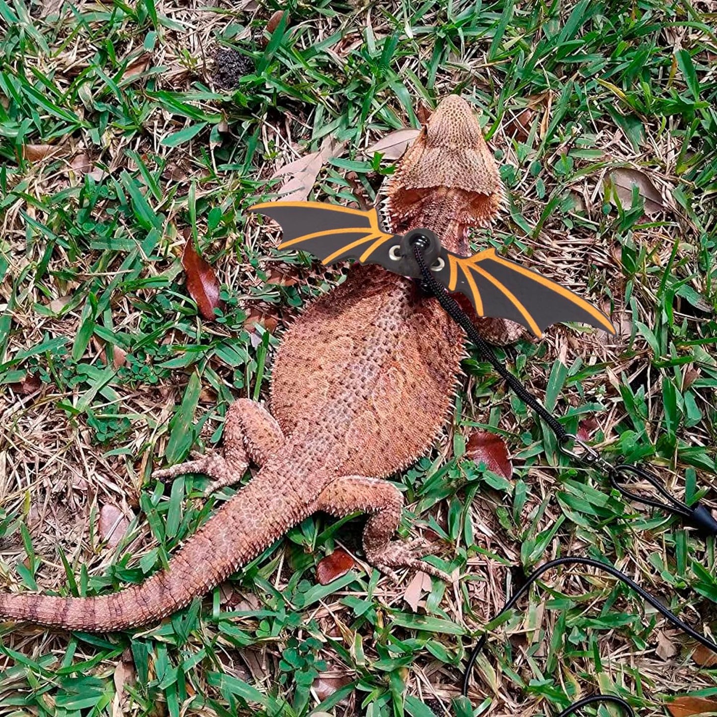 Bearded Dragon Leash Harness, 3 Size Pack Black Lizard Wing Harness with Removable Leash for Bearded Dragon Lizard Reptiles