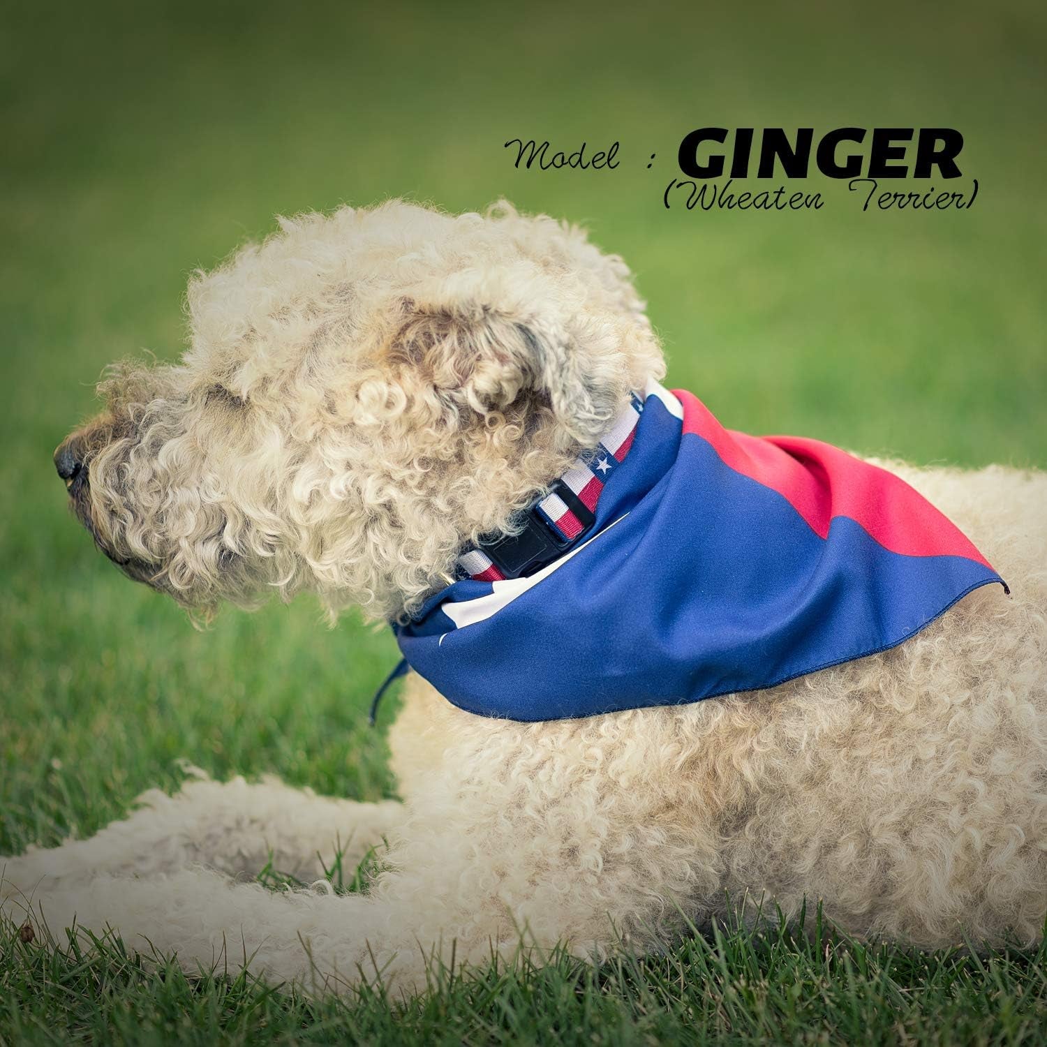 Texas Flag Dog Collar (Large)