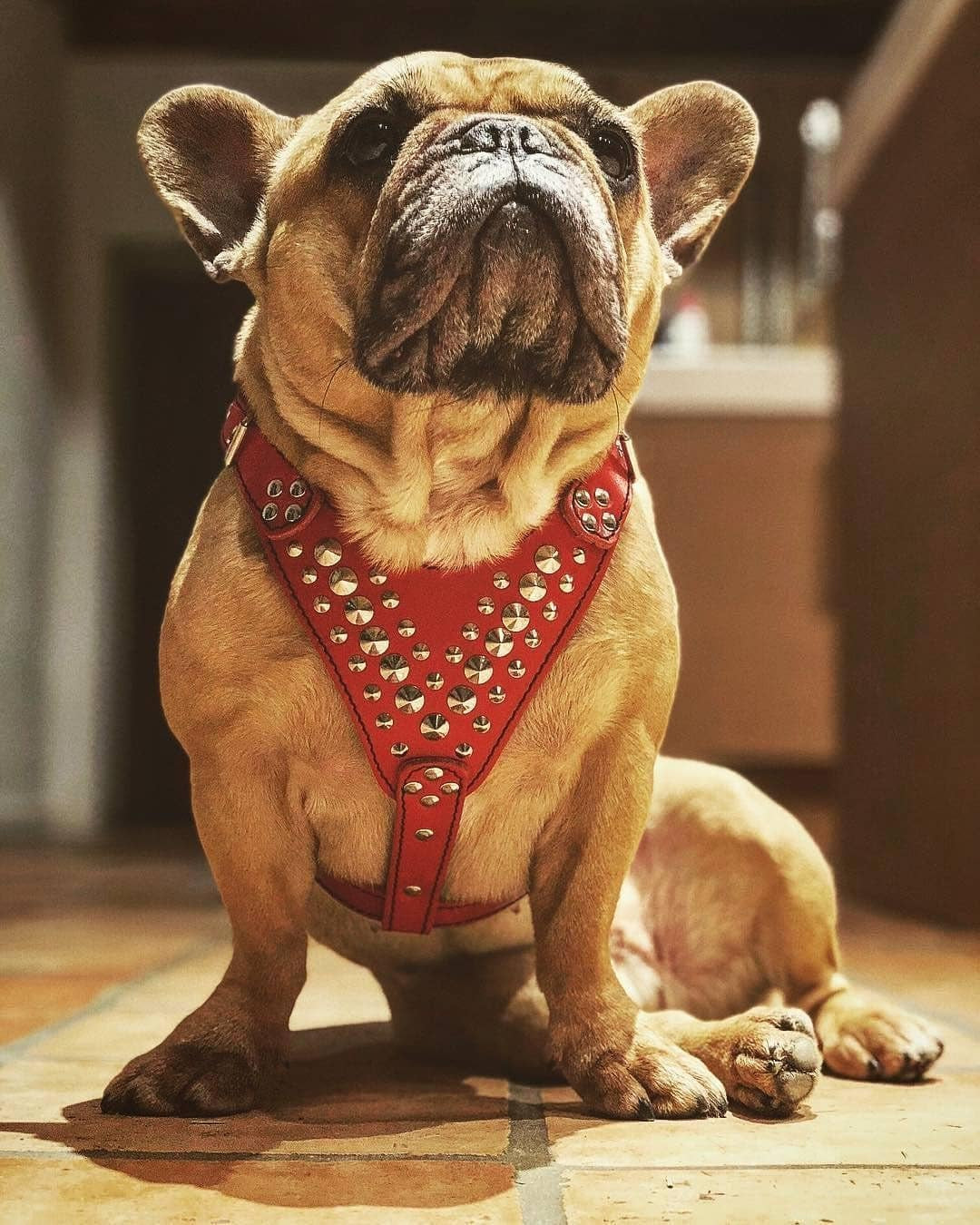 Studded Leather Harness. French Bulldog Size. 100% Leather. Handmade in Europe